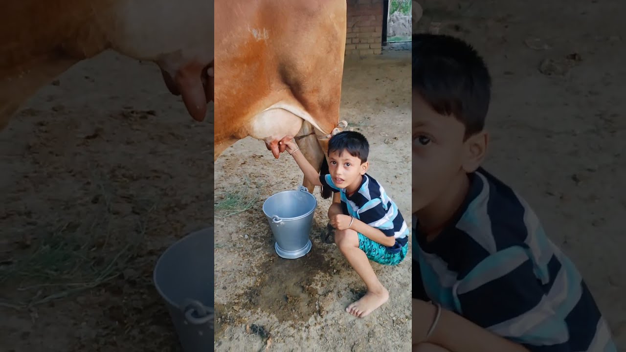 Thumbnail of choti choti gaiya tytyt hgyft #love #song #funny