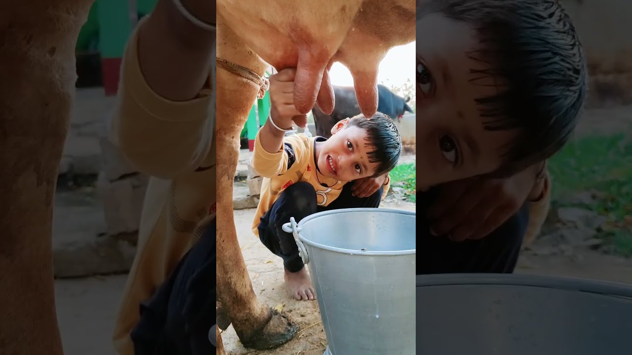 Thumbnail of choti choti gaiya dyyt7fhu #love #song #funny