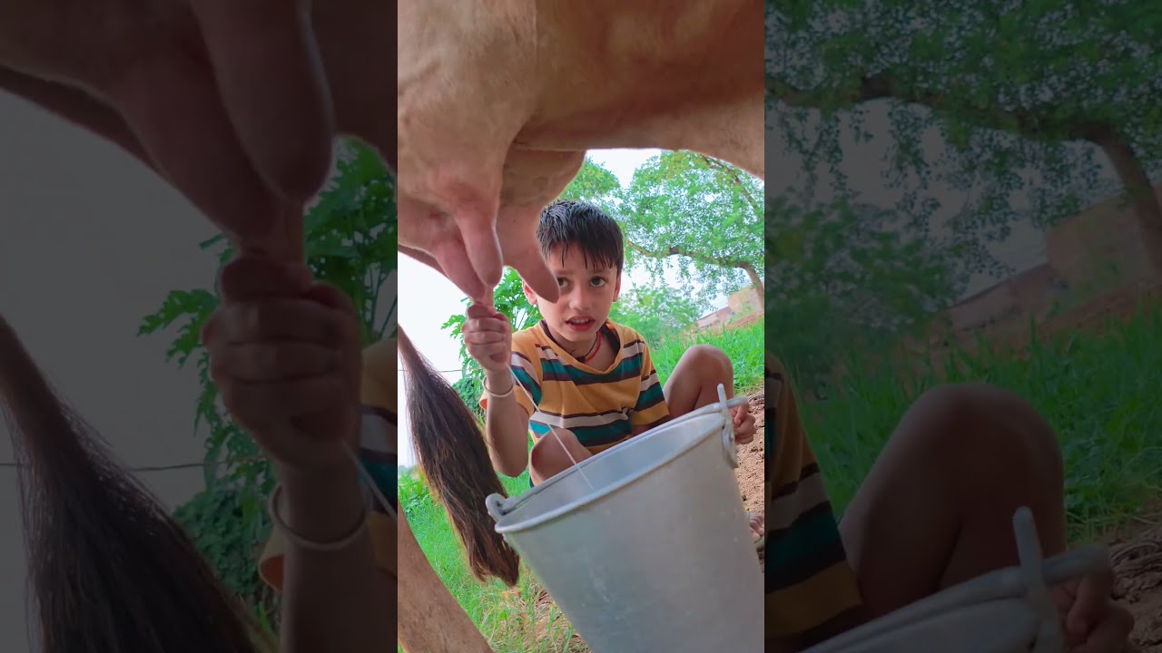 Thumbnail of choti choti gaiya ddhgddggdy #song #love #funny