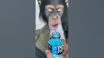 Thumbnail of MONKEYS LOVE POWERADE ! 🙉🥤